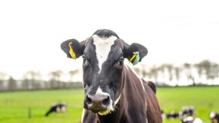 Increase in milk production levels reported on Northern Irish dairy farms