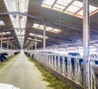 Video: The dairy farm in the desert producing 11 litres of milk every second