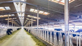 Video: The dairy farm in the desert producing 11 litres of milk every second