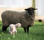 14 Schmallenberg cases suspected in Northern Ireland so far this year