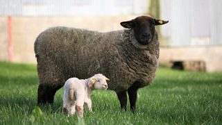Aberdeenshire farm to open gates to public during lambing
