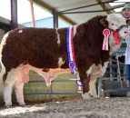 'Go Go Dancer' fetches €8,700 at Simmental Premier Sale