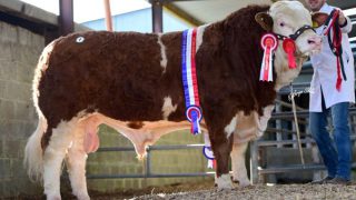 ‘Go Go Dancer’ fetches €8,700 at Simmental Premier Sale