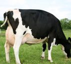 Top livestock and forestry producers in the country revealed at RDS Awards