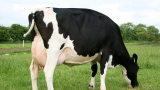 Top livestock and forestry producers in the country revealed at RDS Awards