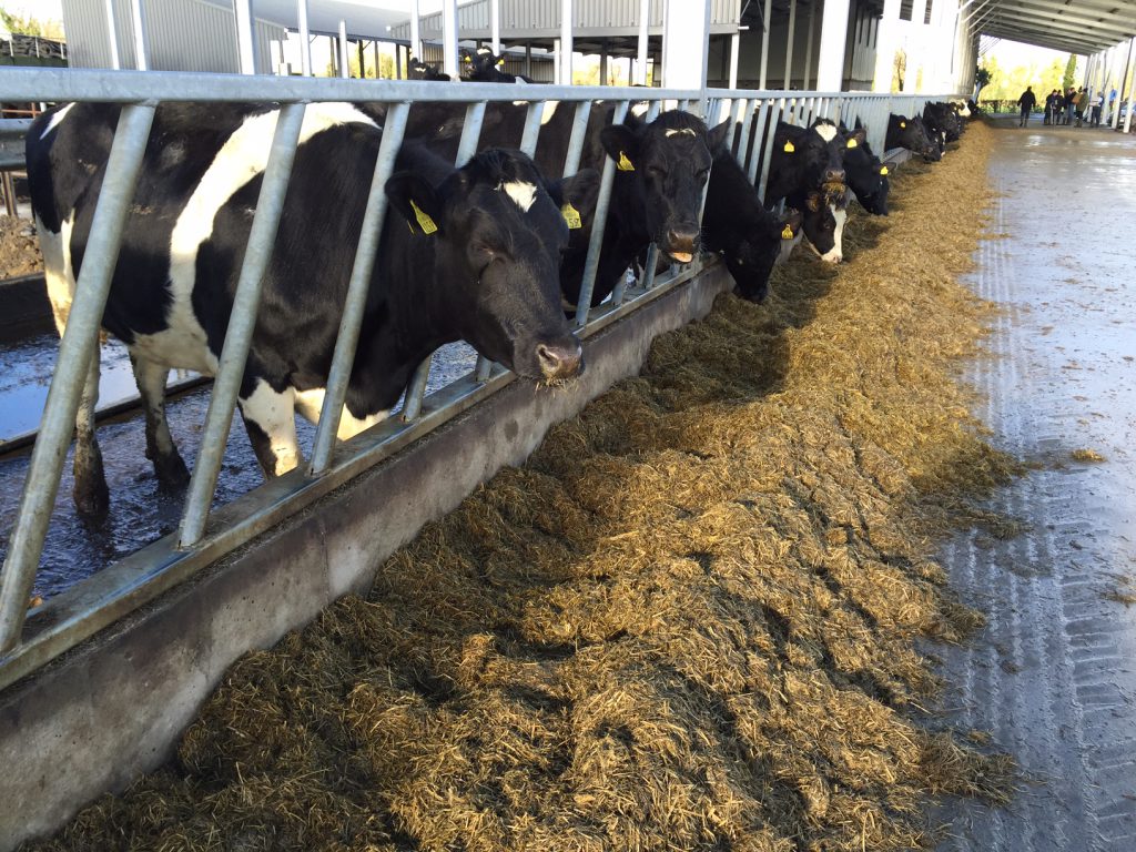 aurivo forage fodder winter GDT