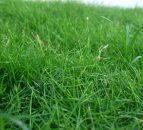 Thinking of growing grass for AD? Here's what you need to know