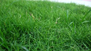 GrassCheck: ‘You can grow as much as you like, but you need to use it well too’