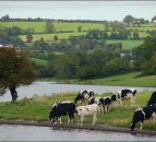 Cattle rustlers: Close to 30 cattle stolen in 2 separate incidents