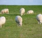 Cotswolds dog attack: 2 sheep killed and 2 euthanised