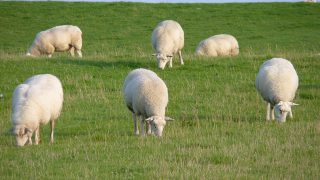 Cotswolds dog attack: 2 sheep killed and 2 euthanised