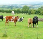 Beef training and research facilities are 'out of date'