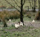 Avian influenza control measures to be lifted in the North