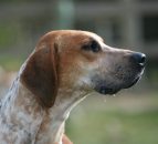 Search continues for marauding dog that has killed a 'large number' of sheep
