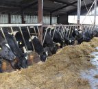 UFU warns of mounting pressure on NI farmers over Brexit