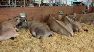 Fleming family notches up 8th Dairy Championship success at Balmoral Show