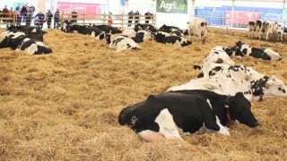 Members told RUAS income hit £5.4 million in 2017