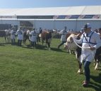 Video: Watch the first day at Balmoral Show 2017