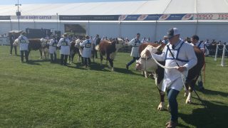 Video: Watch the first day at Balmoral Show 2017