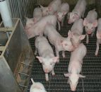 Best-practice tips for pig management - for May