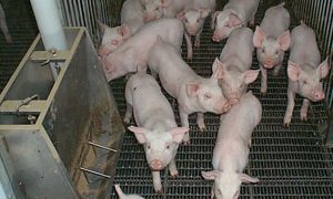 Best-practice tips for pig management – for May