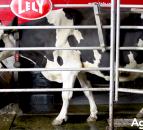 Video: Broughshane herd to feature at Lely's Balmoral robotic milking demo