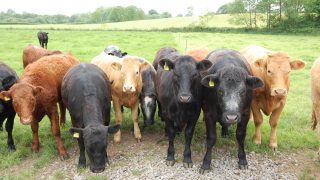 ‘Beef farmers must become more efficient – there’s no other show in town’