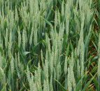 Major challenge posed by Black Grass and Brome Grass