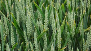 NFU pens letters to ministers to call for biofuel introduction