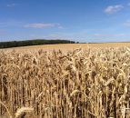 Glyphosate ban ‘would squeeze UK wheat output by 20%’