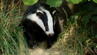 TVR badger research project kicks off today
