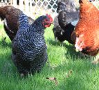 UK trade secretary slams ‘obsession’ with chlorinated chicken in post-Brexit deal