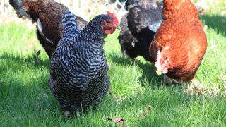 UK trade secretary slams ‘obsession’ with chlorinated chicken in post-Brexit deal