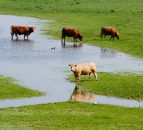 Effects of flooding on farms 'heartbreaking' - Chatterton
