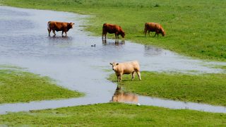 Flood-hit farmers to receive departmental assistance to dispose of fallen animals