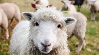 Top tips for managing beef and sheep enterprises – for June