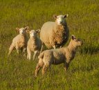 NFU Cymru to host red meat summit