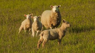 Dog owner pays shepherd after sheep worrying incident