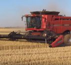Video: 'Killer' machine to tackle herbicide resistant weeds
