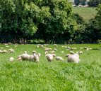 UK think tank calls for farm subsidies to be axed after Brexit