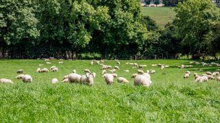 UK think tank calls for farm subsidies to be axed after Brexit