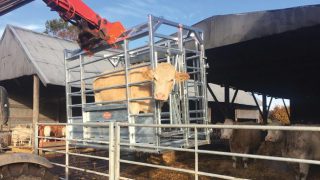 Pics: Could this portable frame make suckler calving a lot easier?