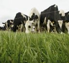 New Zealand grazing expert to lead Scottish grazing workshops