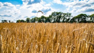 3-crop rule could tighten barley seed supplies
