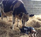 Four Northern Ireland dairy farms among first to be RSPCA-assured for welfare