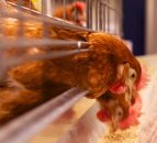 Major poultry conference to take place in Co. Tyrone
