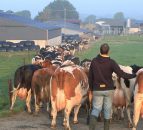DAERA launches new mobile-friendly version of APHIS