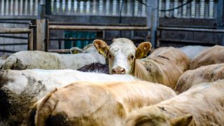 Credibility of proposals to ban the live export of livestock from the UK questioned