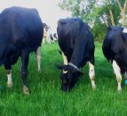'Milking More from Grass' event set for September