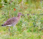 Under-threat curlews stage a comeback on Co. Antrim farm